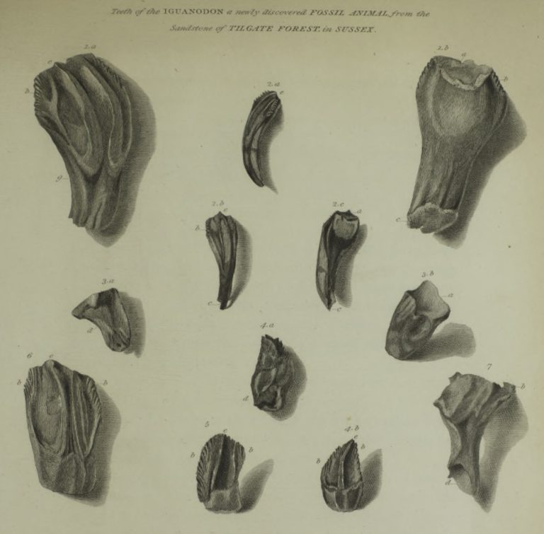 Iguanodon Teeth image from Gideon Mantell's paper